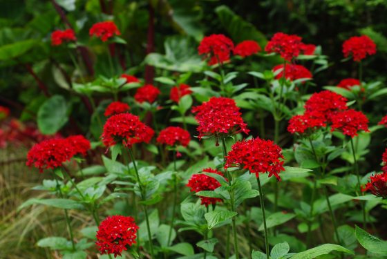Tall red flowers with dozens of petals in bursts. 